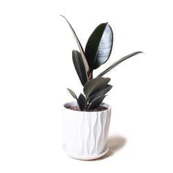 Chive Virago 5 in. H X 5 in. D Ceramic Shape E Succulent Pot White