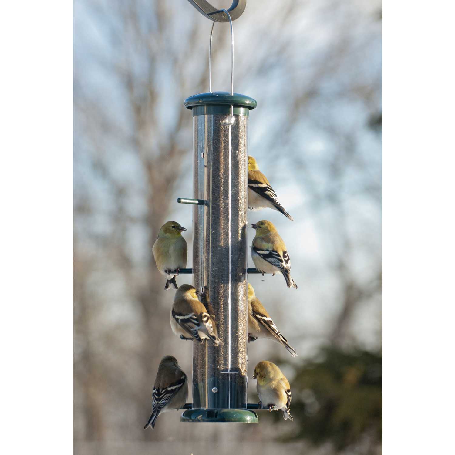 Audubon Finch 2 lb. Plastic Thistle Tube Bird Feeder 8 ports Ace Hardware