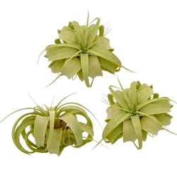 Russell's Bromeliads Xerographica Air Plant
