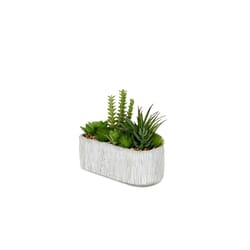 DW Silks 8 in. H X 10 in. W X 5 in. D Ceramic Succulents Faux Plant Gray/White