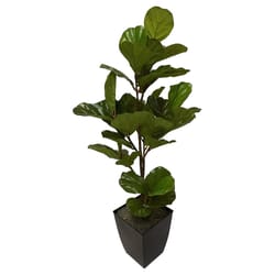 DW Silks 48 in. H X 17 in. W X 15 in. L Polyester Fiddle Leaf Fig Plant in Black Metal Planter