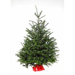 Wishon Evergreens Green Fraser Fir Plastic Tree