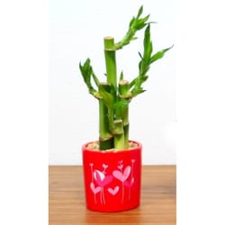 Eve's Garden 10 in. H X 3 in. W X 3 in. D Ceramic Heart Balloon Vase with Lucky Bamboo Stalks Multic