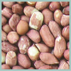 Cole's Assorted Species Raw Peanuts Wild Bird Food 10 lb