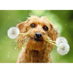 Avanti Press Dog with Fluffy Dandelion Blank Greeting Card Paper 1 pc