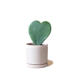 Chive Dojo 3.5 in. H X 3.5 in. D Ceramic Succulent Pot Pink Blush