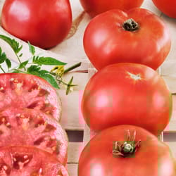 Bonnie Plants Red Big Boy Tomato Grower Vegetable Plant
