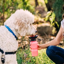 Highwave AutoDogMug Soft Pink Plastic 22 oz Portable Watering Bottle/Bowl For Dogs