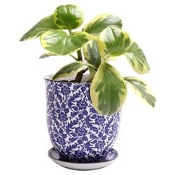 Chive Liberte 4.25 in. D Ceramic Flower Pot Blue Leaves