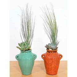 Eve's Garden 11 in. H X 4.5 in. W X 4 in. D Ceramic Stoneware Air Plant and Succulent Assorted