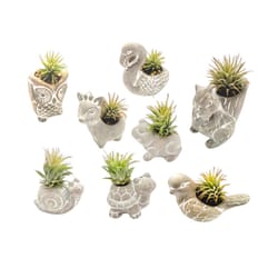Russell's Bromeliads 3 Inch Decor Item 7.99 Retail Air Plant