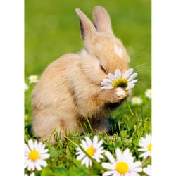Avanti Seasonal Bunny Smelling Flower Easter Card Paper 2 pc