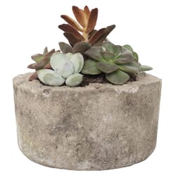 National Plant Network Echeveria Small Dish Decorative Planter Succulent