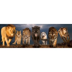 Eurographics Big Cats Jigsaw Puzzle Multicolored 1000 pc