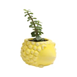 Chive Animal Planter 4 in. D Ceramic Hedgehog Succulent Pot Yellow