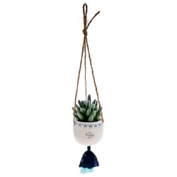 Karma 2 in. H X 3 in. W X 2 in. L Multicolored Ceramic Hanging Succulent Pot