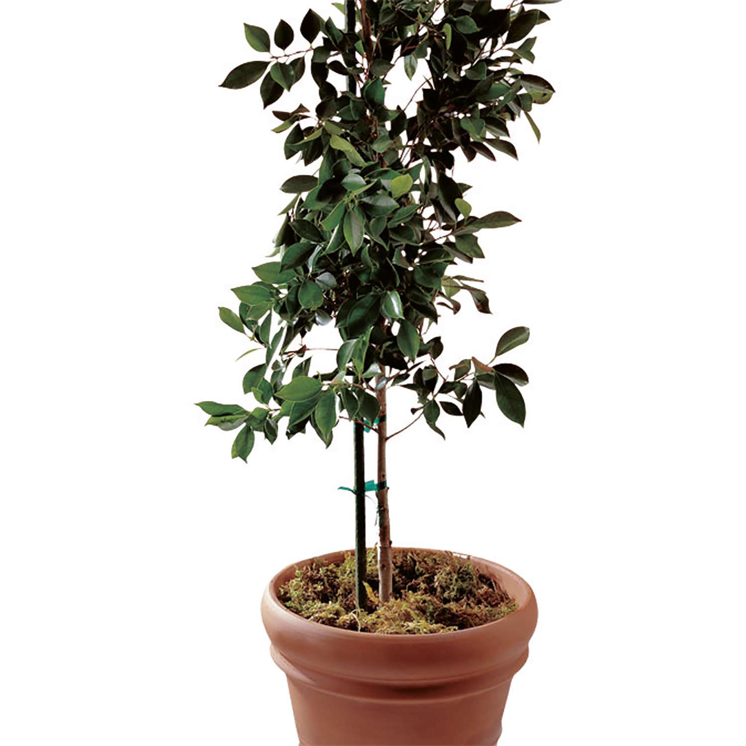 Bond 6 ft. H X 0.6 in. W Green Steel Plant Stake Bond 6 ft. H X 0.6 in. W Green Steel Plant Stake