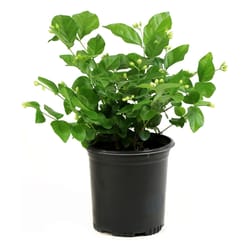 National Plant Network Sambac White Jasmine Grower Shrubs