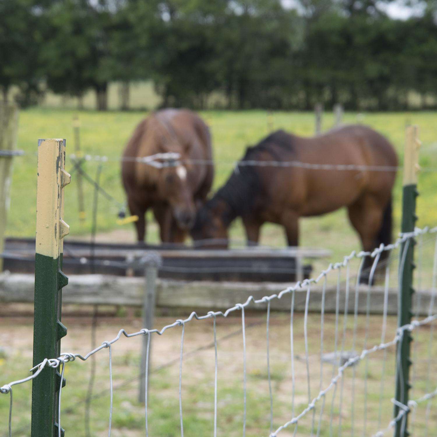 4 ft. x 100 ft. Galvanized Welded Wire Garden Fence, 2 in. x 4 in. Mesh at  Tractor Supply Co.