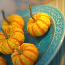 Frey Farms Sarah's Home Grown Orange Mini Pumpkins 3