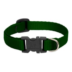 LupinePet Basic Solids Green Green Nylon Dog Adjustable Collar