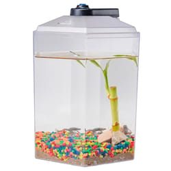 Froggy's Lair Aquatic Biosphere with African Dwarf Frogs 1 pk