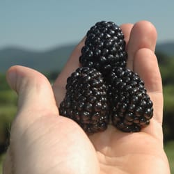 National Plant Network Freedom Thornless Blackberry Grower Shrubs