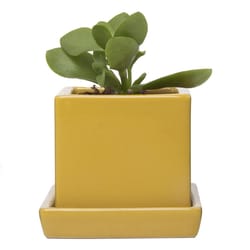 Chive Cube and Saucer 3 in. D Ceramic Succulent Pot Goldenrod