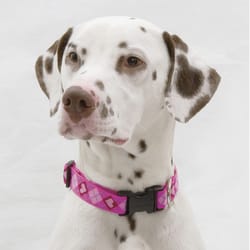 Lupine Pet Original Designs Multicolor Puppy Love Nylon Dog Adjustable Collar