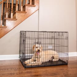 Pet Essentials Large Steel Dog Crate Black 30 in. H X 28 in. W X 42 in. D