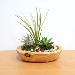 Eve's Garden 6 in. H X 7 in. W X 6 in. D Ceramic Driftwood Garden Air Plant and Succulent Multicolor