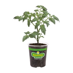 Bonnie Plants Red Bonnie Original Tomato Grower Vegetable Plant