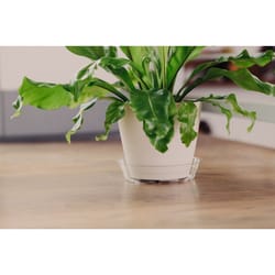 Curtis Wagner Plastics 6 in. H X 4 in. D Vinyl Plant Saucer Clear