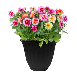 Misco Milano 6.08 in. H X 8 in. D Plastic Planter Black