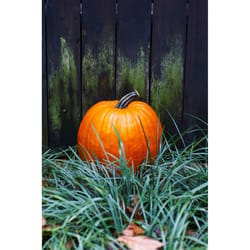 Frey Farms Sarah's Home Grown Live Pumpkin