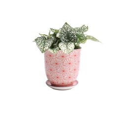 Chive Liberte 4.25 in. D Ceramic Flower Pot Red Flowers