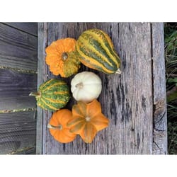 Frey Farms Sarah's Home Grown Assorted Pumpkins and Gourds 6