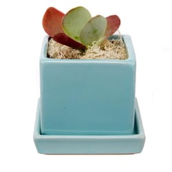 Chive Cube and Saucer 3 in. D Ceramic Succulent Pot Mint