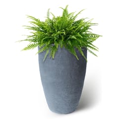 Algreen Products Athena 29 in. H X 17.5 in. D Polyethylene Double wall Planter Charcoalstone