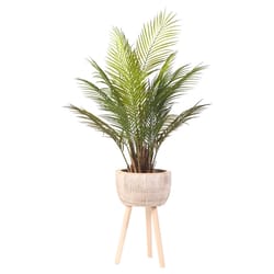 DW Silks 42 in. H X 24 in. W X 24 in. L Polyester Palm in Wood Planter with Legs