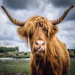 Ravensburger Highland Cattle Puzzle Moment Multicolored 300 pc