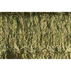 Locally Sourced Alfalfa Hay Bale