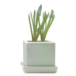 Chive Cube and Saucer 3 in. D Ceramic Succulent Pot Spearmint