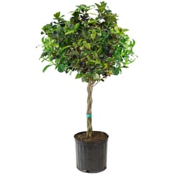 National Plant Network Braided Gardenia Grower Tree