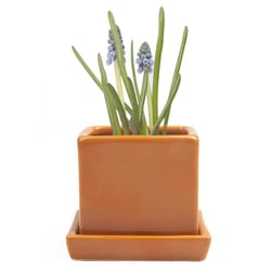 Chive Cube and Saucer 3 in. D Ceramic Succulent Pot Rusty Brick