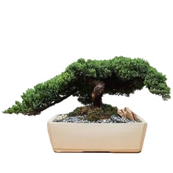 Eve's Garden Bonsai Tree 1 pk