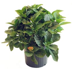 National Plant Network Red Beauty Hydrangea Grower Shrubs