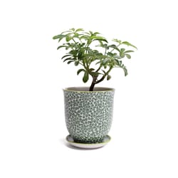 Chive Liberte 4.25 in. D Ceramic Succulent Pot Green Leaves 3