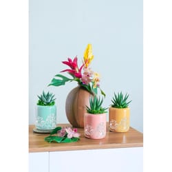 LiveTrends Amazonia Plant