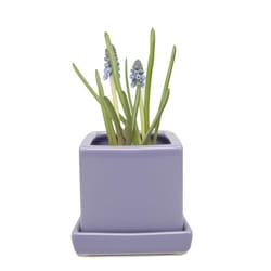 Chive Cube and Saucer 3 in. D Ceramic Succulent Pot Periwinkle